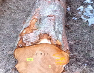 Le bois de merisier est utilisé pour les menuiseries délicates
